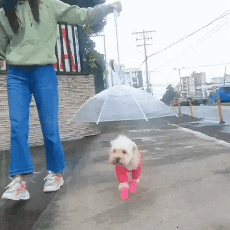 paraguas para mascotas